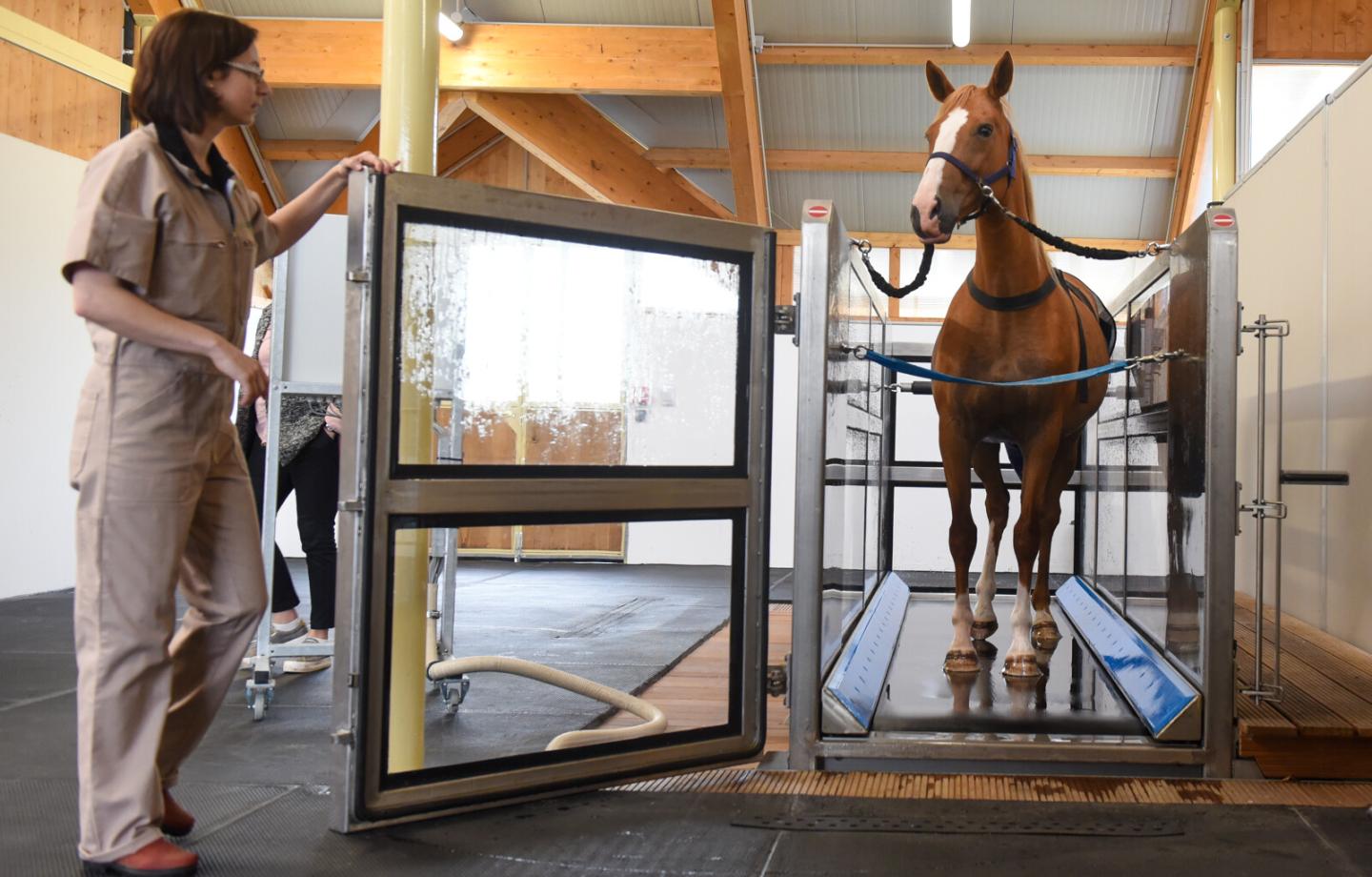 Normandie Equine Vallée-Campus international équin de Goustranville_Photo Eric Biernacki/Région Normandie