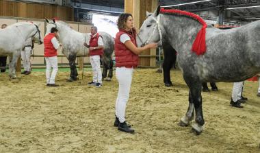 Salon de l'agriculture, filière équine