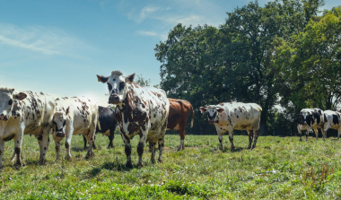 Vaches normandes normandie agriculture