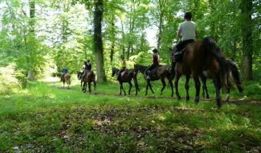 Randonnée en forêt de Brotonne (c) LSJB 