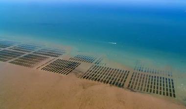 Parc à huîtres / Crédit : Sylvain Guichard