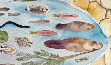 Exposition Castor l'Amant de la Rivière