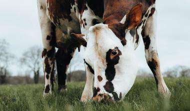 Oreillette, vache normande du GAEC Foucault