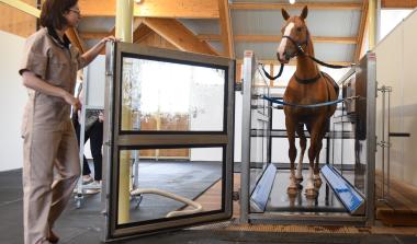 Normandie Equine Vallée-Campus international équin de Goustranville_Photo Eric Biernacki/Région Normandie