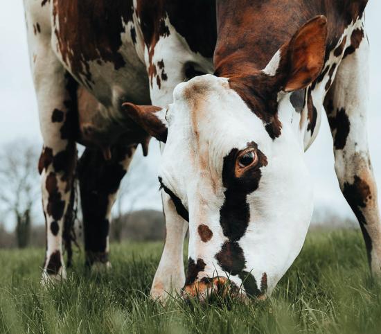 Oreillette, vache normande du GAEC Foucault