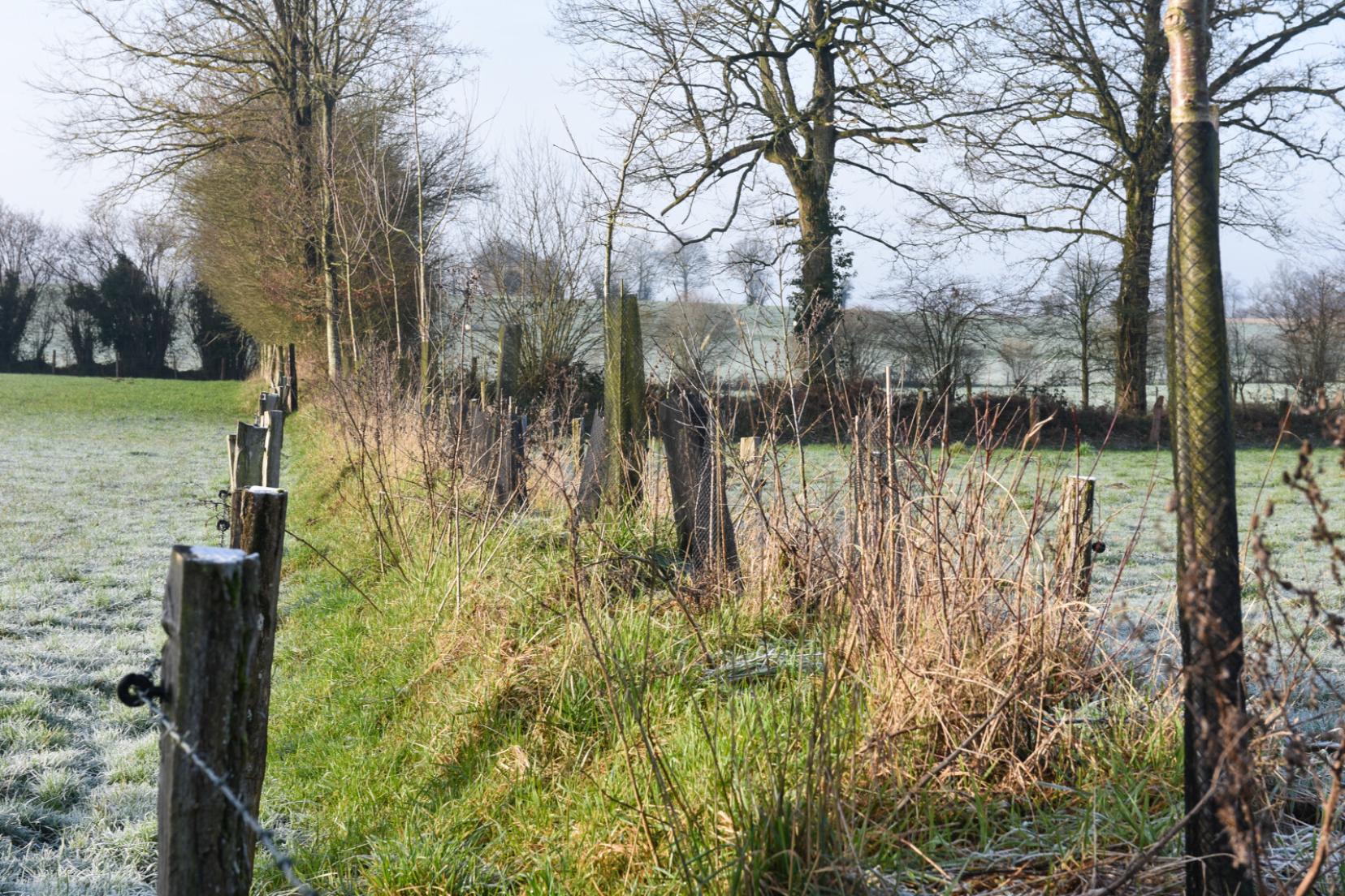 preservation_du_bocage_normand_plantation_de_haies-_eric_biernacki_-_region_normandie-48440-1600px.jpg