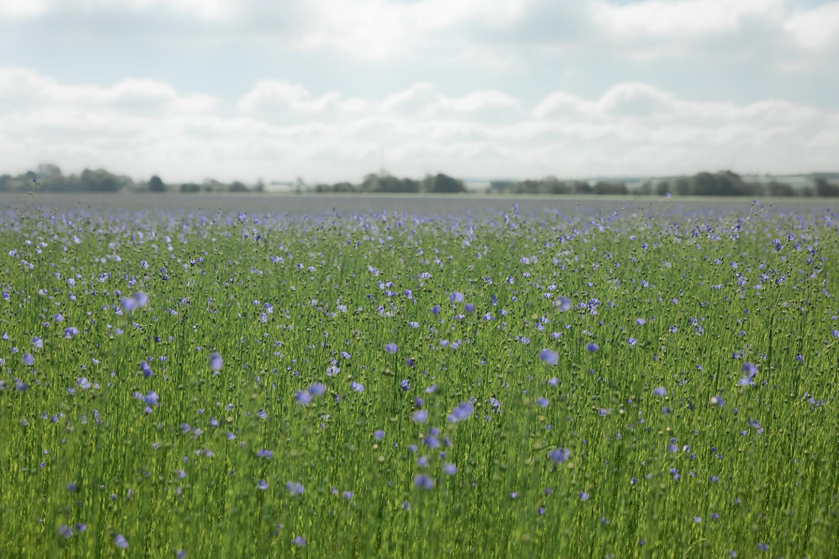 champ_de_lin-_pierre_galliot_-_region_normandie-57834-1600px.jpg